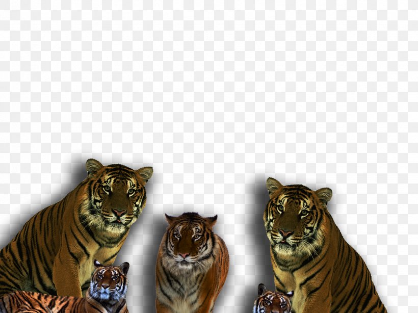 Tiger Lion Car Cat Desktop Wallpaper, PNG, 1335x1001px, Tiger, Animal, Bicycle, Big Cat, Big Cats Download Free