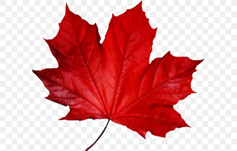 Maple Leaf Smule Autumn, PNG, 600x523px, Maple Leaf, Autumn, Deciduous, Flowering Plant, Green Download Free