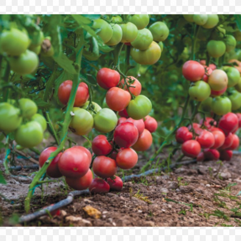 Bush Tomato Plant Burmese Grape Seed, PNG, 1200x1200px, Tomato, Baccaurea Ramiflora, Berry, Bush Tomato, Cherry Download Free