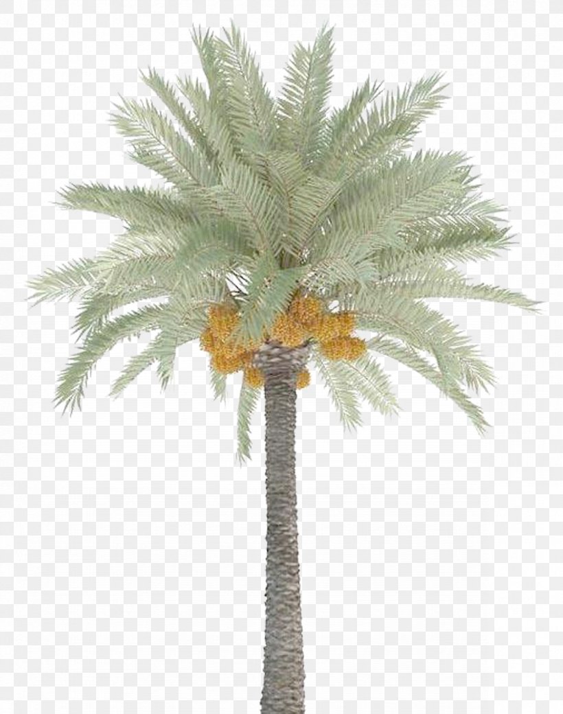 Date Palm Trees, PNG, 1181x1498px, 3d Computer Graphics, 3d Modeling, Date Palm, African Oil Palm, Arecaceae Download Free