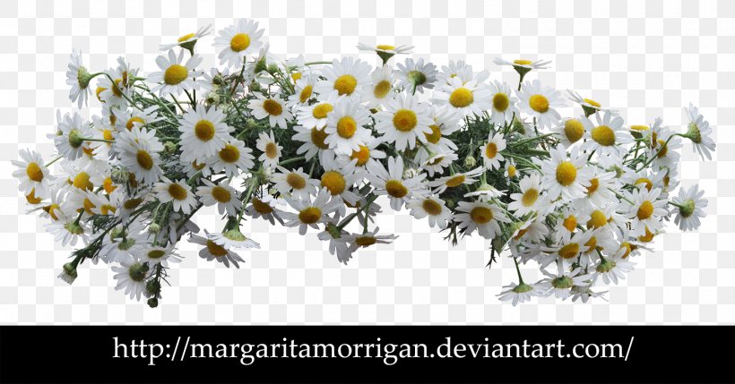 Flower Common Daisy Desktop Wallpaper Floral Design, PNG, 1500x786px, Flower, Art, Blossom, Branch, Chamaemelum Nobile Download Free