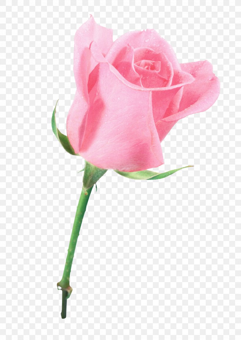 Garden Roses Cabbage Rose Blue Rose Flower Pink, PNG, 2160x3048px, Garden Roses, Blue, Blue Rose, Bud, Cabbage Rose Download Free
