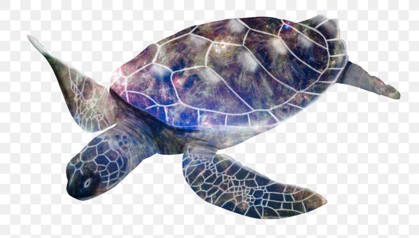 Loggerhead Sea Turtle Box Turtles Leatherback Sea Turtle, PNG, 800x466px, Loggerhead Sea Turtle, Animal, Box Turtle, Box Turtles, Computer Download Free