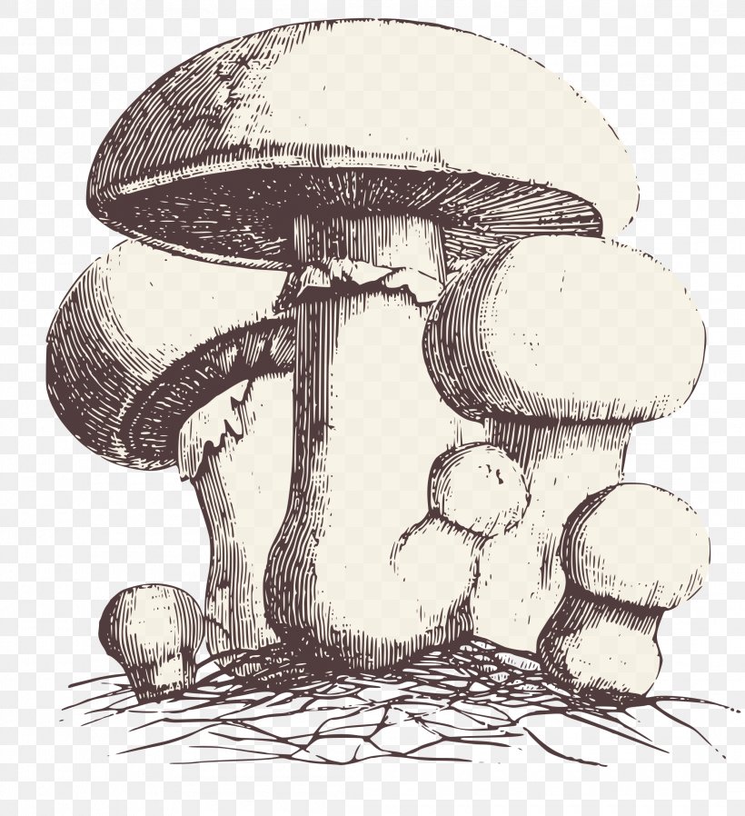 Mushroom Drawing Agaricus Campestris Clip Art, PNG, 2190x2400px, Mushroom, Agaricus Campestris, Black And White, Common Mushroom, Diagram Download Free