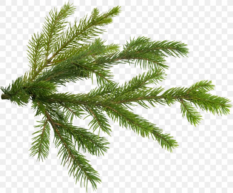 Pine Tree Branch Fir, PNG, 1840x1525px, Pine, Branch, Christmas Ornament, Christmas Tree, Conifer Download Free