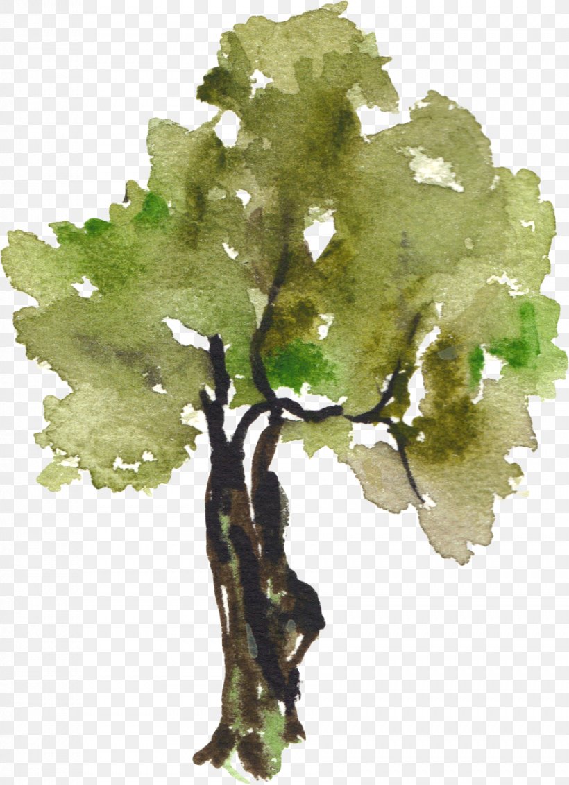 Tree Watercolor Painting Clip Art, PNG, 902x1246px, Tree, Branch, Christmas Tree, Grapevine Family, Photography Download Free