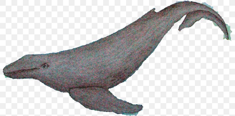 Whale Cartoon, PNG, 800x405px, Sea Lion, Animal, Animal Figure, Blue Whale, Bottlenose Dolphin Download Free