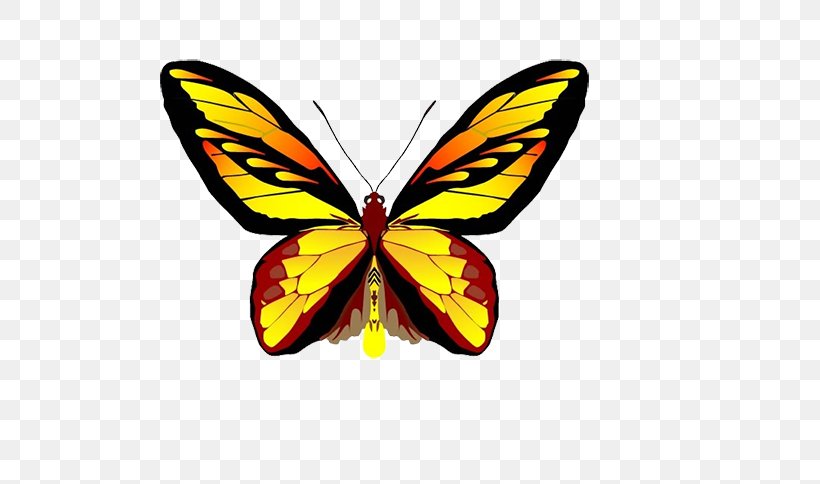 Butterfly Clip Art, PNG, 764x484px, Butterfly, Arthropod, Brush Footed Butterfly, Butterflies And Moths, Color Download Free