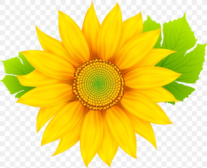 Clip Art, PNG, 1200x976px, Royaltyfree, Daisy Family, Flower, Flowering Plant, Petal Download Free