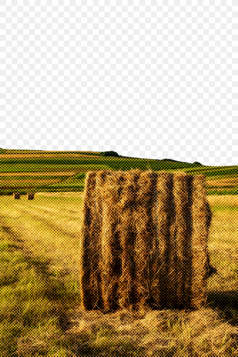 Field Hay Grass Straw Grassland, PNG, 867x1300px, Field, Agriculture, Grass, Grass Family, Grassland Download Free