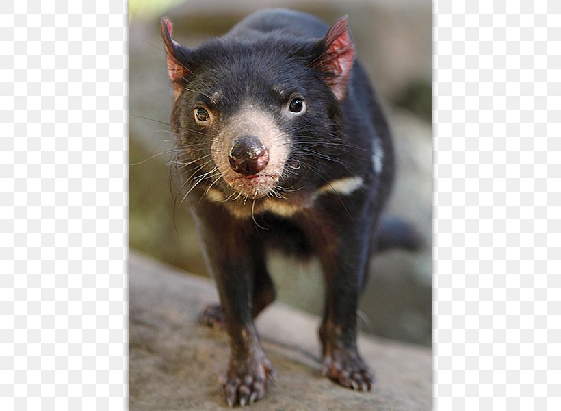 Tasmanian Devil Post Cards Mail Postage Stamps Post Office, PNG, 800x600px, Tasmanian Devil, Australia, Australia Post, Australians, Fauna Download Free