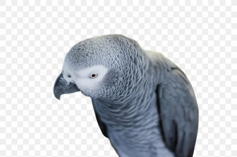 Colorful Background, PNG, 2456x1628px, Parrot, African Grey, Beak, Bird, Bird Intelligence Download Free