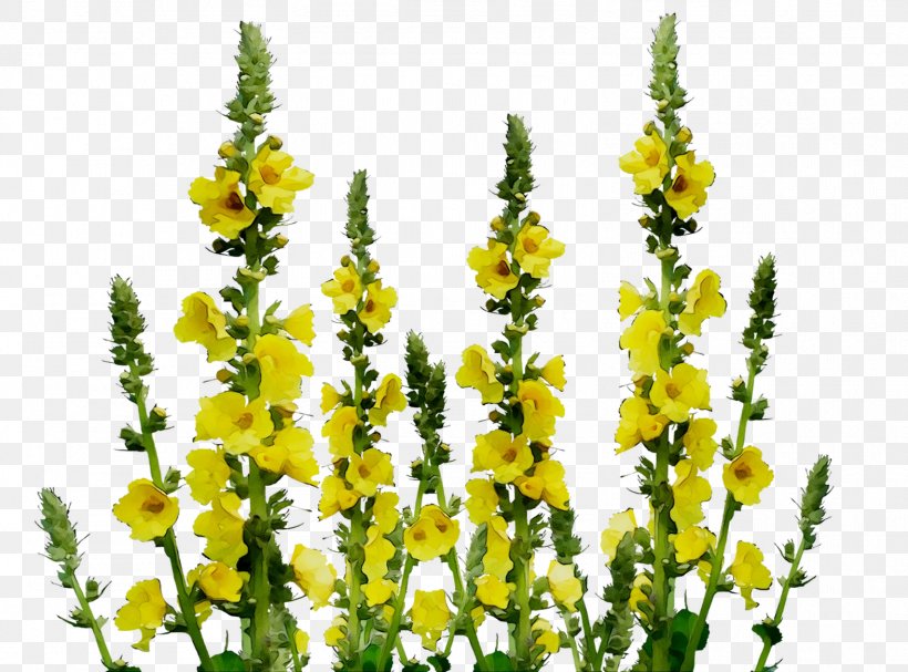 Flowering Plant Mullein Plants, PNG, 1574x1166px, Flower, Annual Plant, Broomrape, Flowering Plant, Mullein Download Free