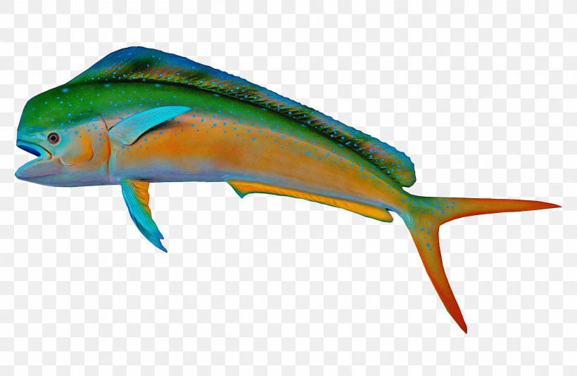 Mahi Mahi Fish Fin Fish Dolphin, PNG, 2522x1648px, Mahi Mahi, Dolphin, Fin, Fish, Parrotfish Download Free