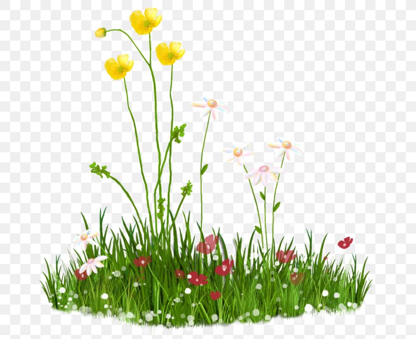 Clip Art Image Vector Graphics Psd, PNG, 699x668px, Royaltyfree, Annual Plant, Flower, Flowering Plant, Grass Download Free