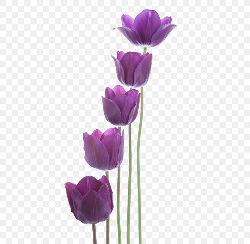 Tulip Purple New Year, PNG, 800x800px, Tulip, Cut Flowers, Flower, Flowering Plant, Herbaceous Plant Download Free