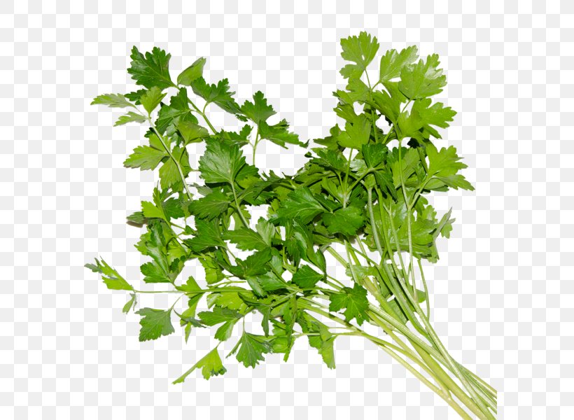 Coriander Parsley Spring Greens Rapini Chervil, PNG, 600x600px, Coriander, Chervil, Food, Herb, Herbalism Download Free