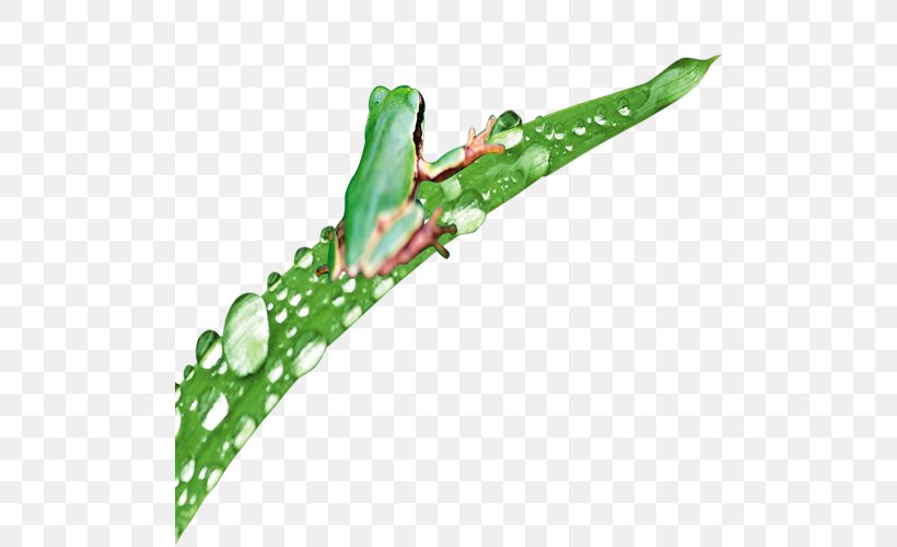 Frog Amphibian Tropical Rainforest, PNG, 500x500px, Frog, Amphibian, Animal, Cartoon, Designer Download Free