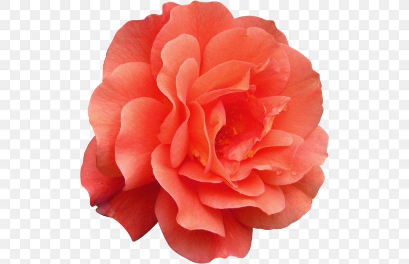 Garden Roses Cabbage Rose Floribunda Japanese Camellia Peony, PNG, 500x530px, Garden Roses, Cabbage Rose, Camellia, China Rose, Closeup Download Free