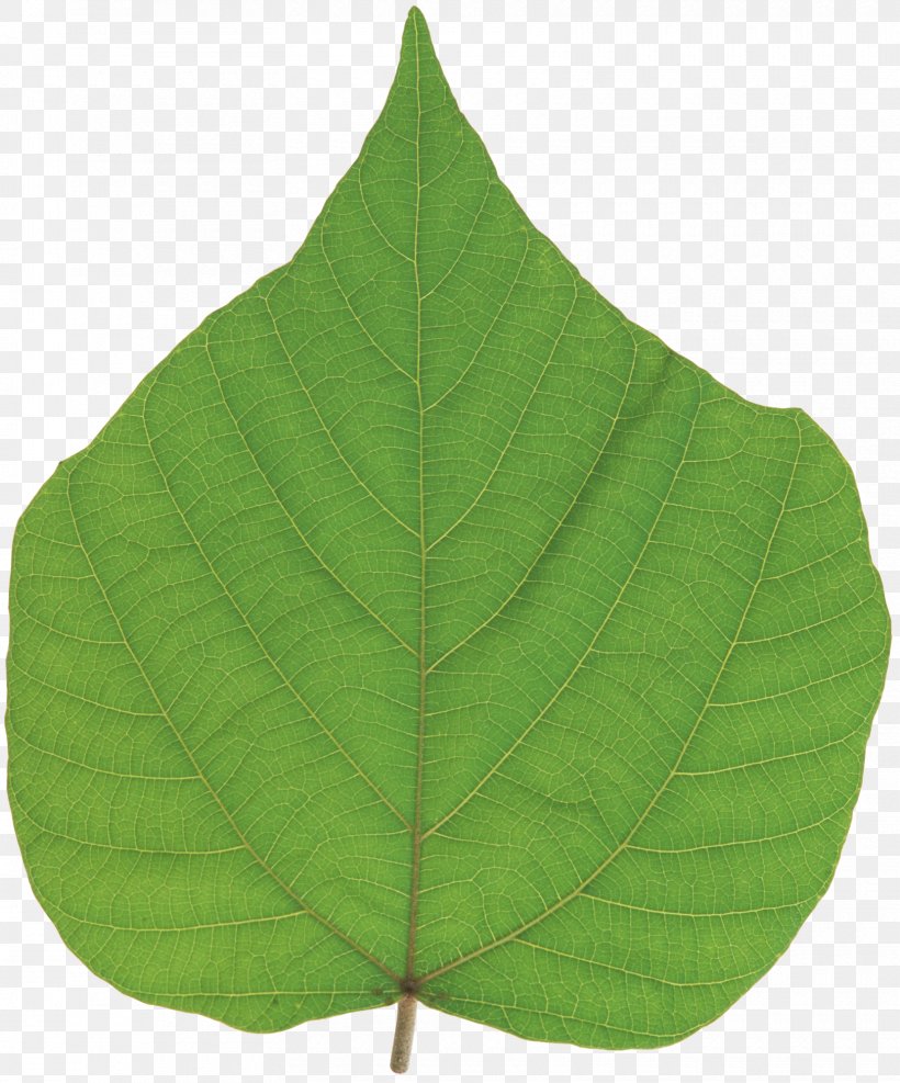 Leaf, PNG, 1660x2000px, Leaf, Plant Download Free