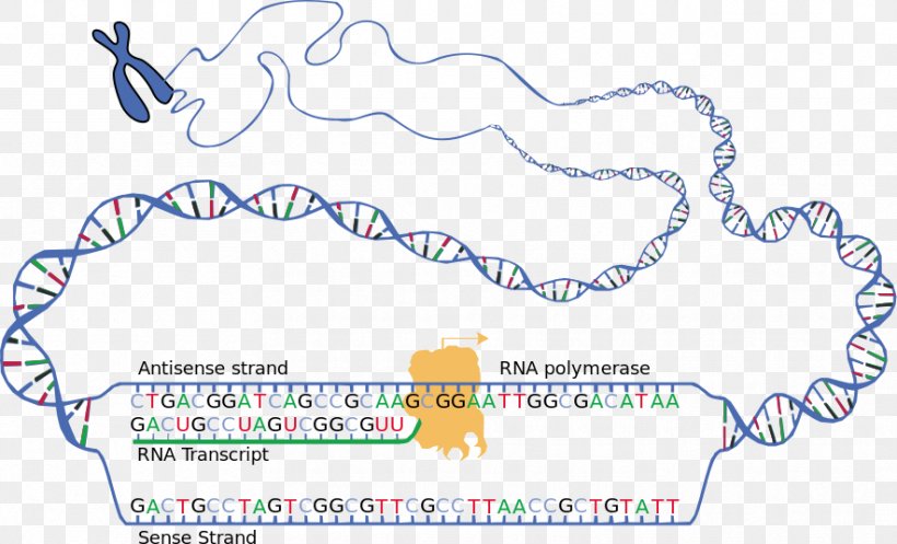 RNA Transcription DNA Translation Coding Strand, PNG, 884x536px, Rna, Area, Border, Coding Strand, Codon Download Free