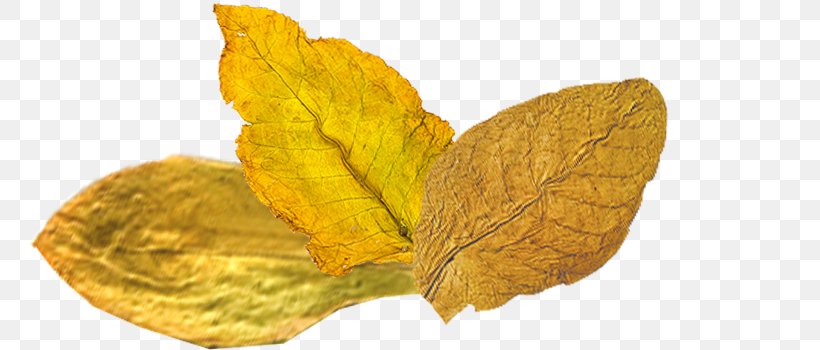 Tobacco Look Deep Into Nature, And Then You Will Understand Everything Better. .com Leaf, PNG, 800x350px, Tobacco, Albert Einstein, Business, Com, Food Download Free