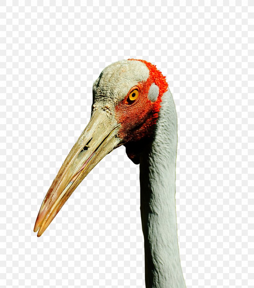 Bird Brolga Beak Feather, PNG, 1130x1280px, Bird, Beak, Bird Migration, Brolga, Common Crane Download Free