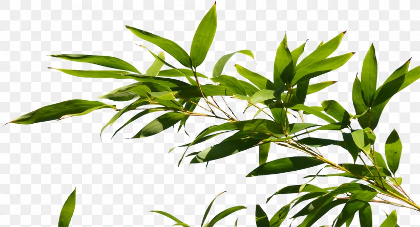 Branch Tree Plant Bamboo, PNG, 1687x915px, Branch, Artlantis, Bamboo, Hemp, Herb Download Free
