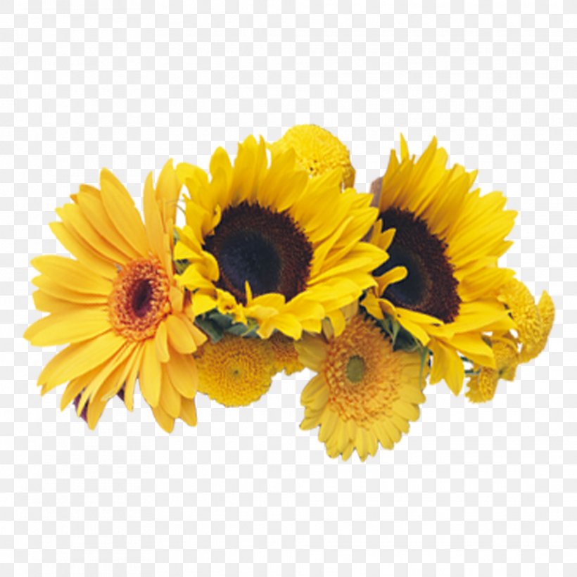 Common Sunflower Chrysanthemum, PNG, 1969x1969px, Common Sunflower, Chrysanthemum, Cut Flowers, Daisy Family, Floral Design Download Free