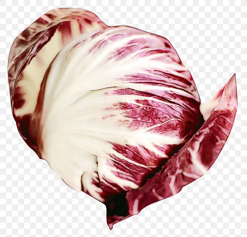 Feather, PNG, 1422x1368px, Watercolor, Cabbage, Feather, Flower, Leaf Download Free