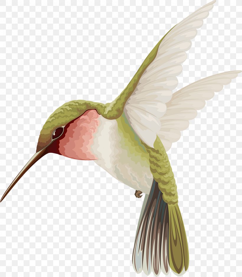 Hummingbird Watercolor Painting, PNG, 1050x1200px, Hummingbird, Beak, Bird, Drawing, Fauna Download Free