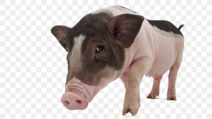 Large White Pig Vietnamese Pot-bellied Meishan Pig Tamworth Pig Pet, PNG, 1920x1080px, Large White Pig, Cattle Like Mammal, Domestic Pig, Domestication, Fauna Download Free