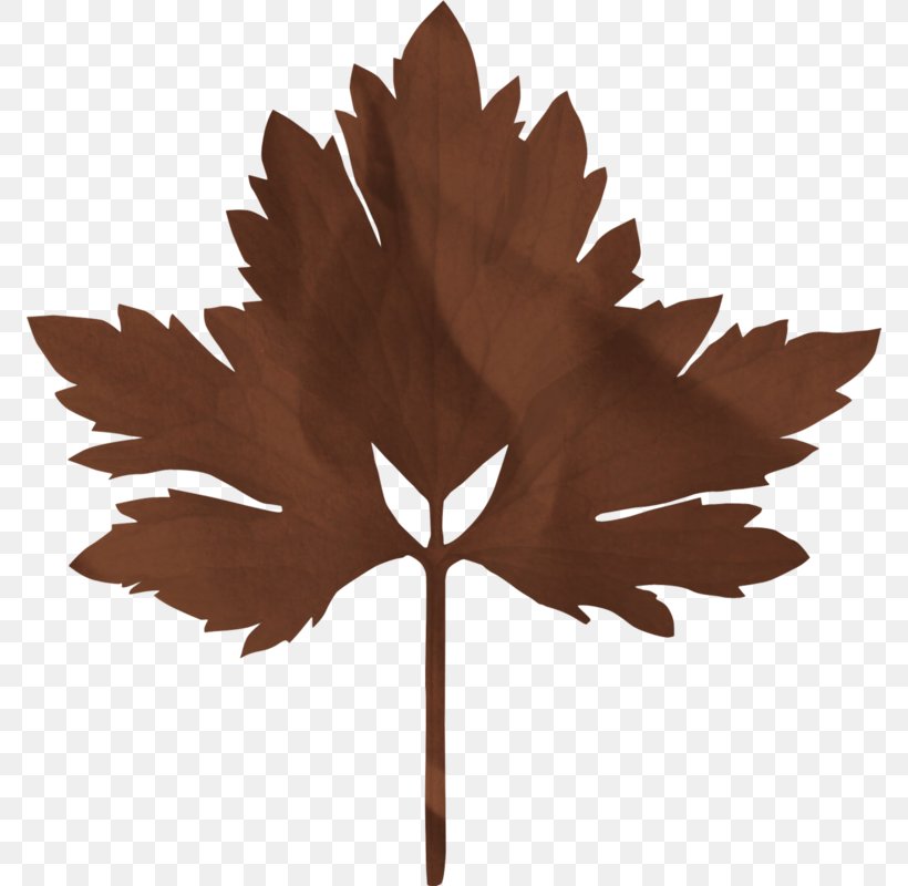 Maple Leaf, PNG, 772x800px, Maple Leaf, Autumn Leaf Color, Deciduous, Gratis, Leaf Download Free