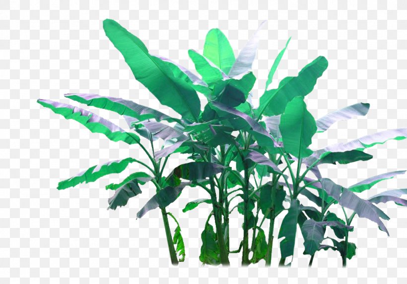 Banana Euclidean Vector, PNG, 1024x716px, Banana, Flowerpot, Green, Leaf, Plant Download Free