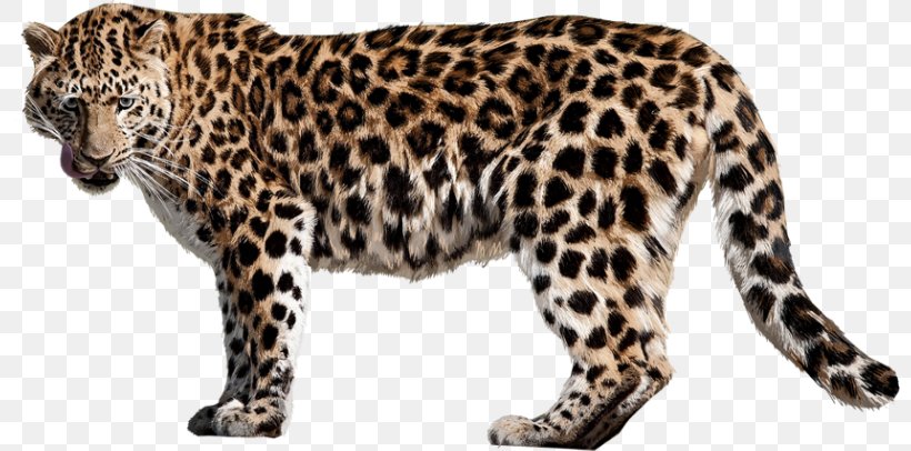 Felidae Cheetah Jaguar Clip Art, PNG, 800x406px, Felidae, African Leopard, Animal Figure, Big Cat, Big Cats Download Free