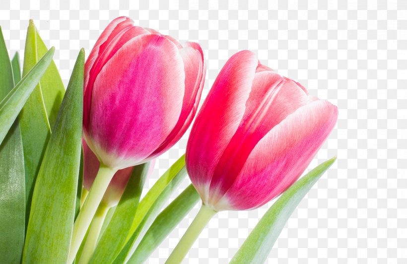 Flower Tulip Red Stock.xchng Spring, PNG, 1200x779px, Flower, Blossom, Bud, Close Up, Color Download Free