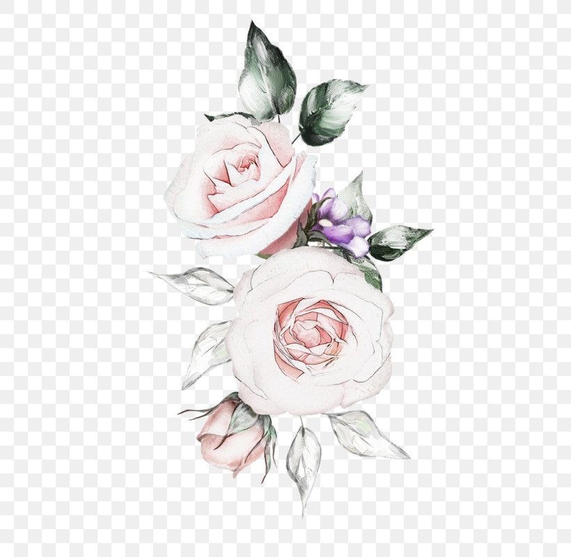 Garden Roses, PNG, 559x800px, White, Cut Flowers, Drawing, Flower, Garden Roses Download Free