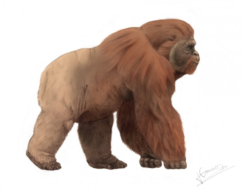 Gigantopithecus Blacki Ape King Kong Bigfoot Primate, PNG, 1270x1024px, Gigantopithecus Blacki, Ape, Bigfoot, Bornean Orangutan, Fur Download Free