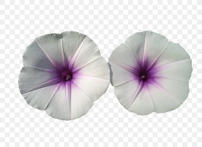 Pansy Morning Glory, PNG, 800x600px, Pansy, Flower, Flowering Plant, Lilac, Morning Glory Download Free