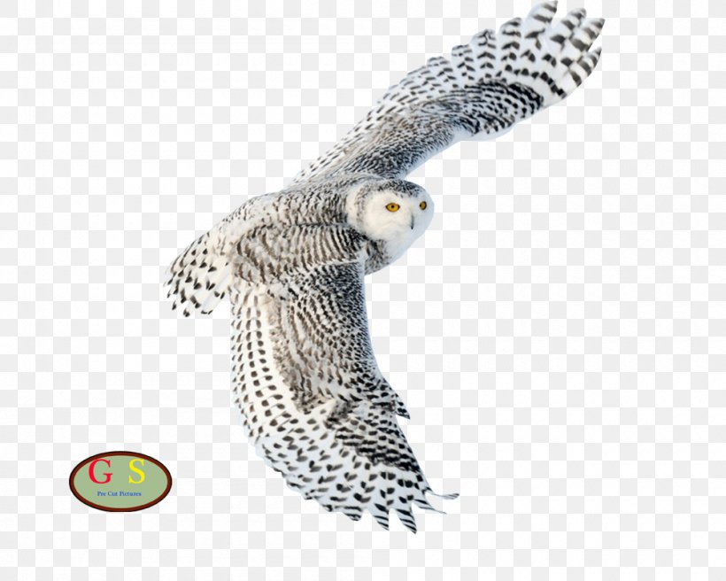 Snowy Owl Desktop Wallpaper Northern White-faced Owl Bird Scops Owl, PNG, 1000x800px, Snowy Owl, Animal, Beak, Bird, Bird Of Prey Download Free