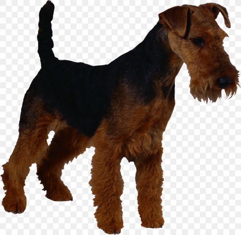 Airedale Terrier Scottish Terrier Welsh Terrier Miniature Schnauzer Pet Sitting, PNG, 2111x2060px, Airedale Terrier, Black And Tan Terrier, Breed, Carnivoran, Cat Download Free