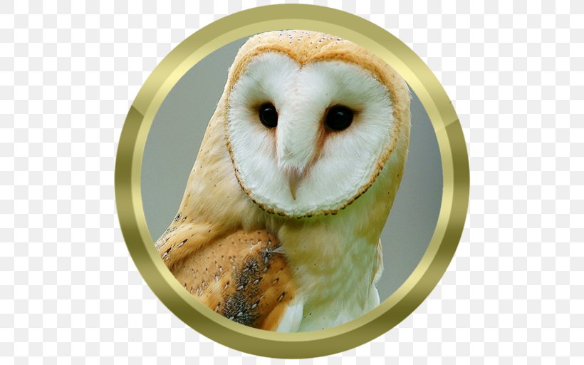 Barn Owl True Owl Bird American Crow Bay Owl, PNG, 512x512px, Barn Owl, American Crow, Barnowl, Bay Owl, Beak Download Free