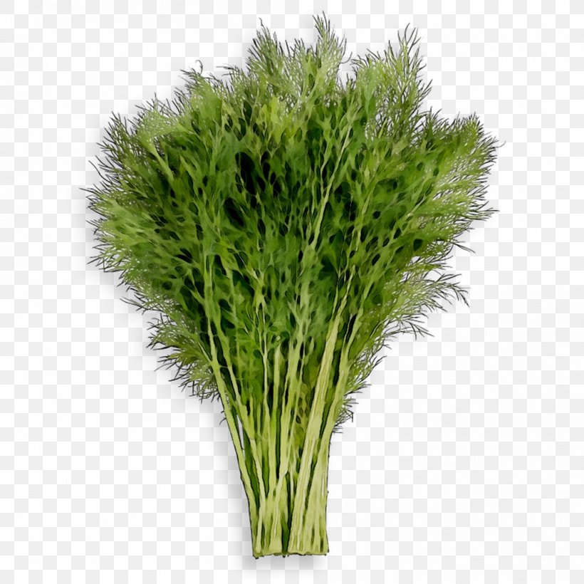 Greens Fennel Herb Commodity Grasses, PNG, 1053x1053px, Greens, Commodity, Fennel, Flower, Flowering Plant Download Free