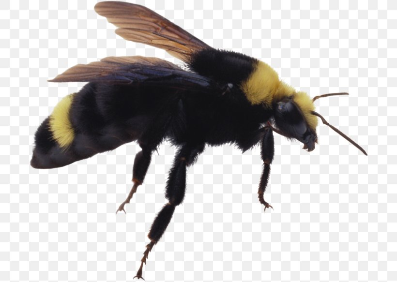 Bumblebee Hornet Insect, PNG, 700x583px, Bee, Arthropod, Bumblebee, Honey Bee, Hornet Download Free