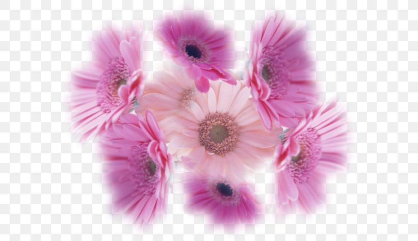 Transvaal Daisy Flower Chrysanthemum, PNG, 600x473px, Transvaal Daisy, Blog, Blossom, Chrysanthemum, Close Up Download Free