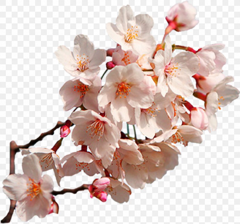 Cherry Blossom East Asian Cherry Clip Art, PNG, 1348x1260px, Blossom, Branch, Cerasus, Cherry, Cherry Blossom Download Free