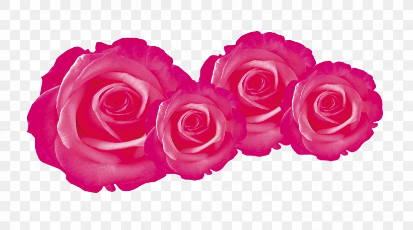 Garden Roses Flower, PNG, 1707x953px, Garden Roses, Cut Flowers, Designer, Floral Design, Flower Download Free