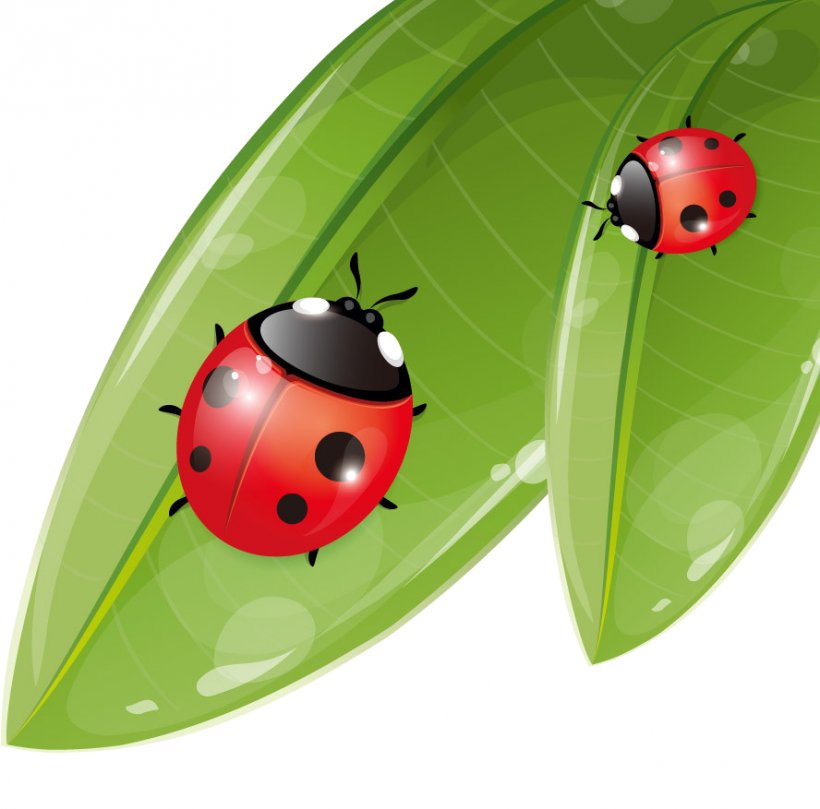 Insect Seven-spot Ladybird, PNG, 888x877px, Insect, Beetle, Coccinella, Fotolia, Invertebrate Download Free