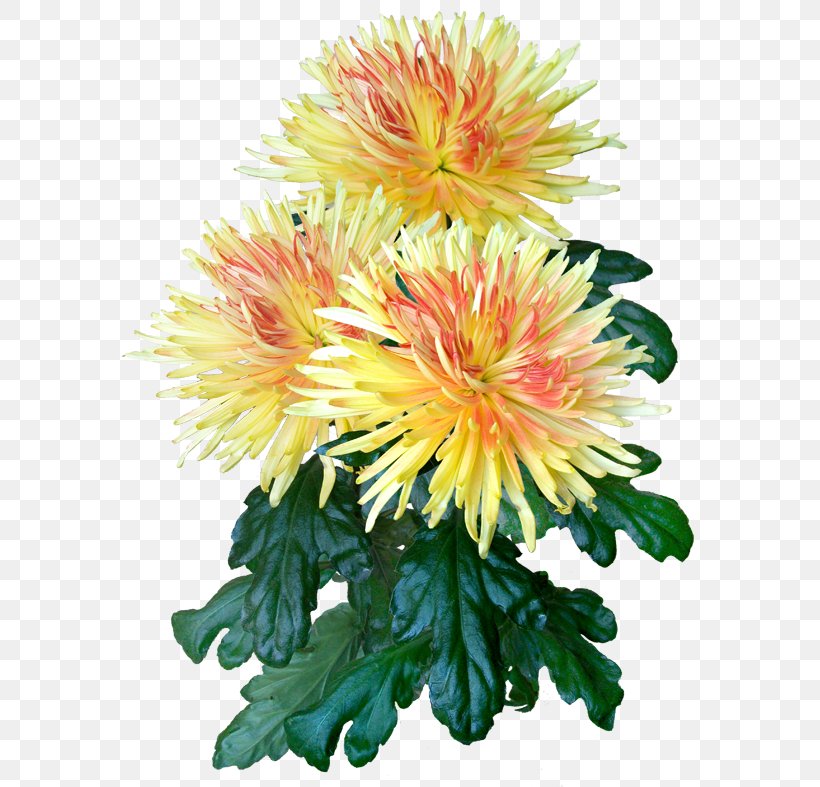 Chrysanthemum Cut Flowers Daisy Family Floral Design, PNG, 591x787px, Chrysanthemum, Annual Plant, Aster, Asterales, Chrysanths Download Free