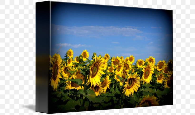 Common Sunflower Sunflower Seed Picture Frames Sky Plc, PNG, 650x487px, Common Sunflower, Daisy Family, Flower, Flowering Plant, Picture Frame Download Free
